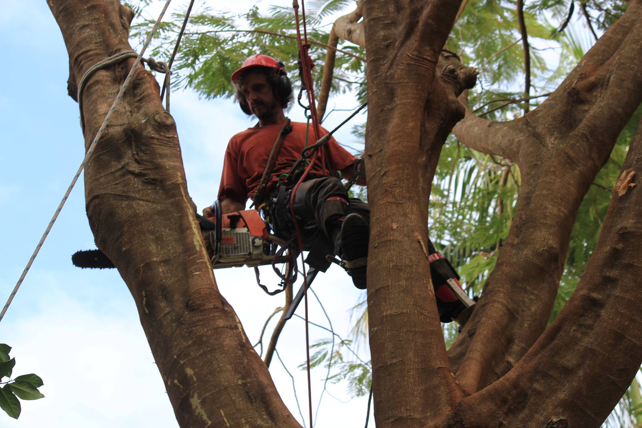 artistree tree pruning removals chipping cairns