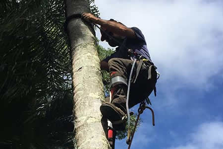 cairns tree loppers